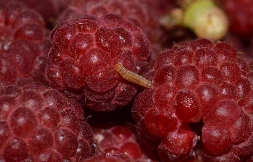 Червяки на малине