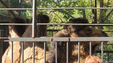 В гости к "невесте": одесский биопарк посетил верблюд из Николаева - 285x160