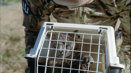 The MID carried out cat evacuation on Zmiinyi Island - 285x160