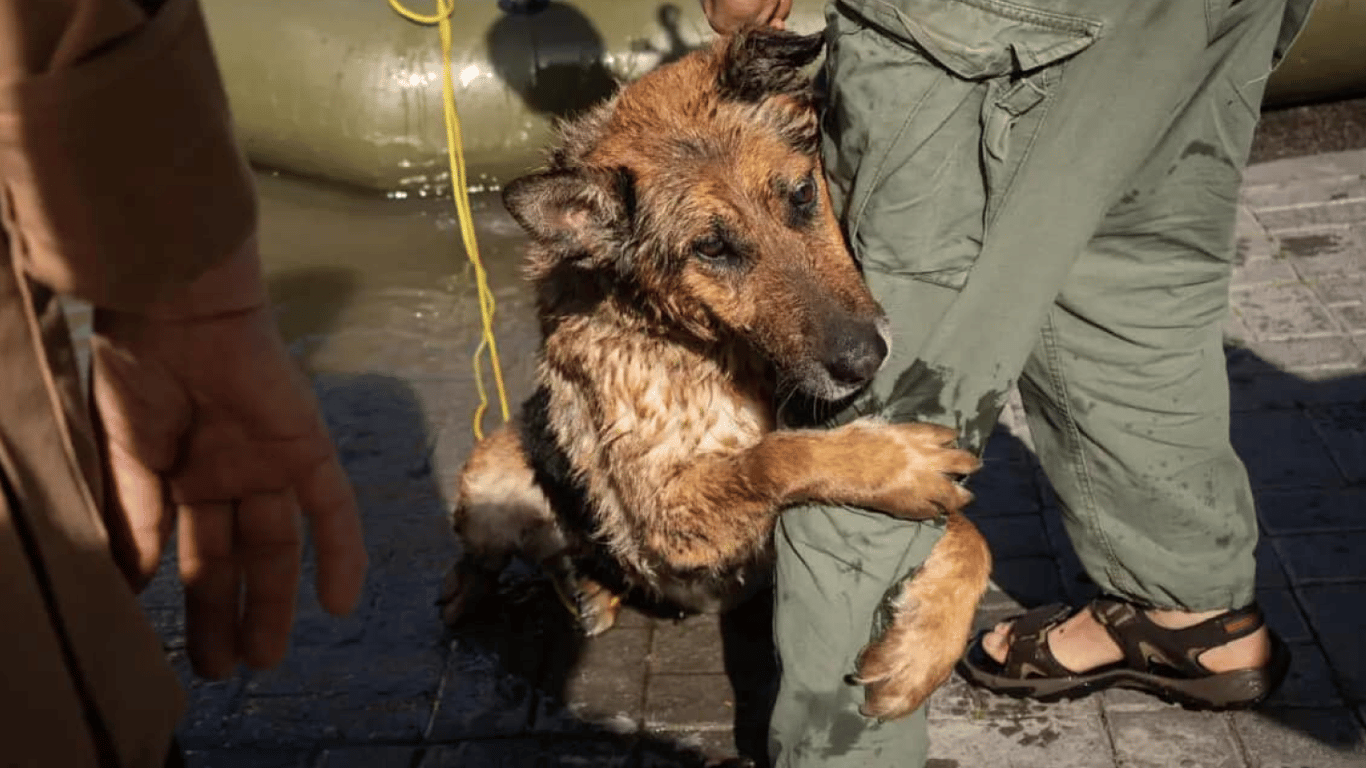 В Одессе ищут дом собаке, спасенной после подрыва Каховской ГЭС — подробности