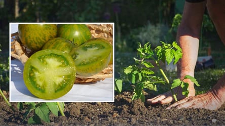 Сорт томата с экзотическим вкусом — что посадить в 2026 году - 285x160