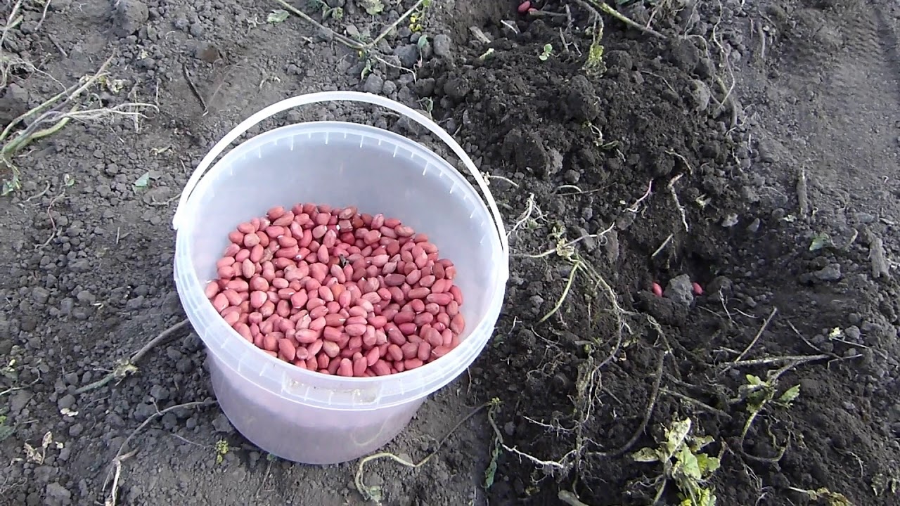 Подготовка к посадке арахиса