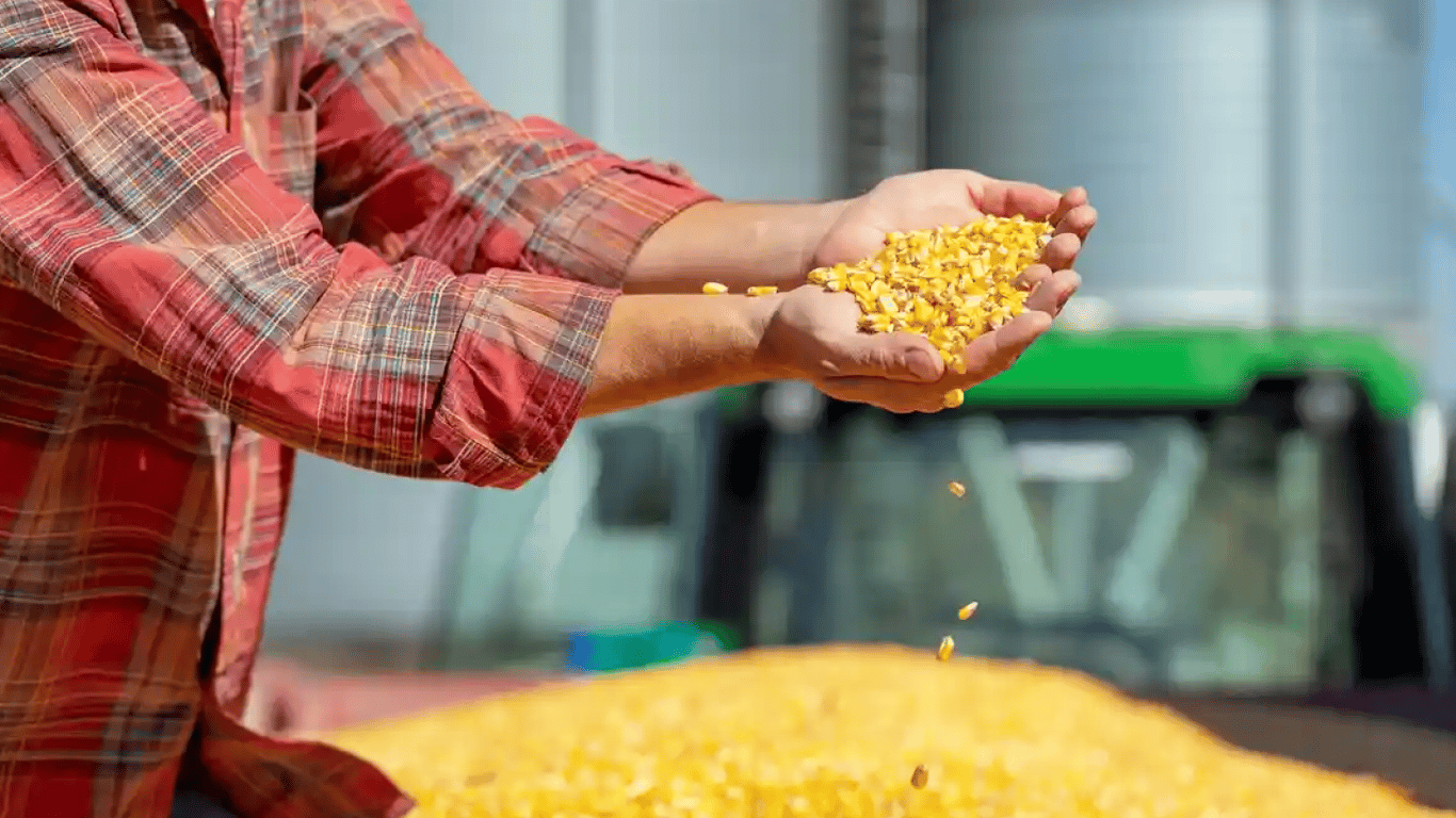 Скільки коштує кукурудза наприкінці листопада — ситуація на українському агроринку