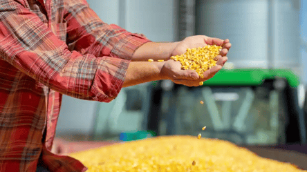 Скільки зараз коштує кукурудза — ситуація на українському агроринку - 285x160