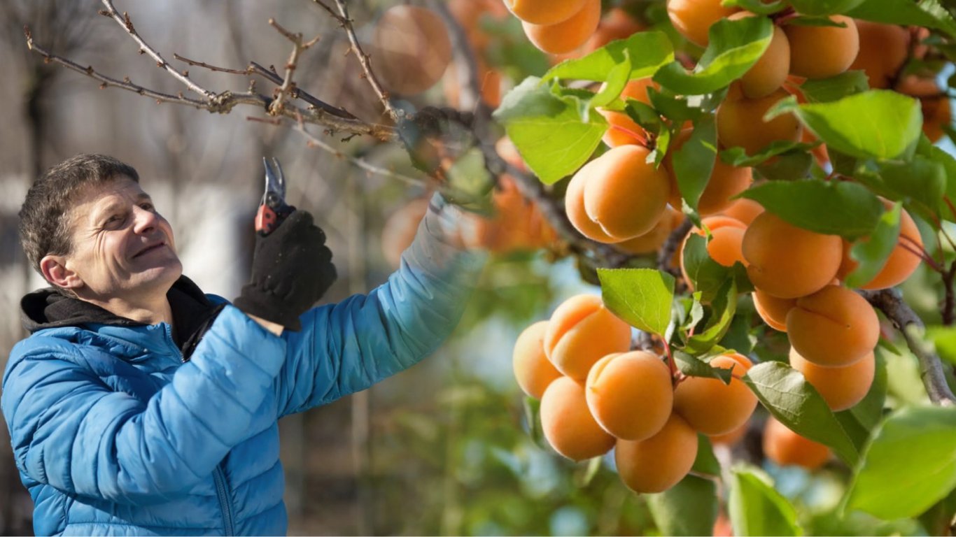 Коли і як обрізати абрикос навесні — поради, що допоможуть зібрати щедрий врожай
