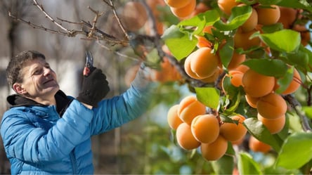 Як обрізати абрикос навесні, щоб збирати великі плоди відрами — дієві поради - 285x160