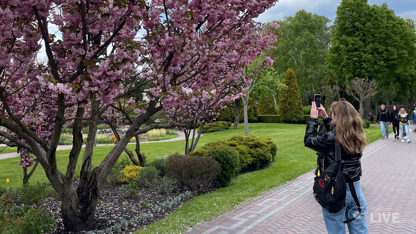 Невероятное цветение сакур и магнолий в Межигорье: фоторепортаж