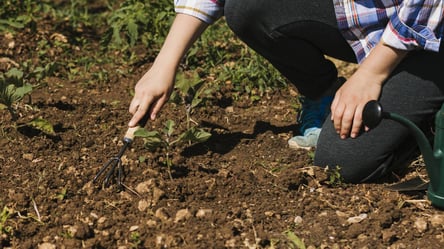 Земля після дощу — ефективні способи розпушування грядок - 285x160