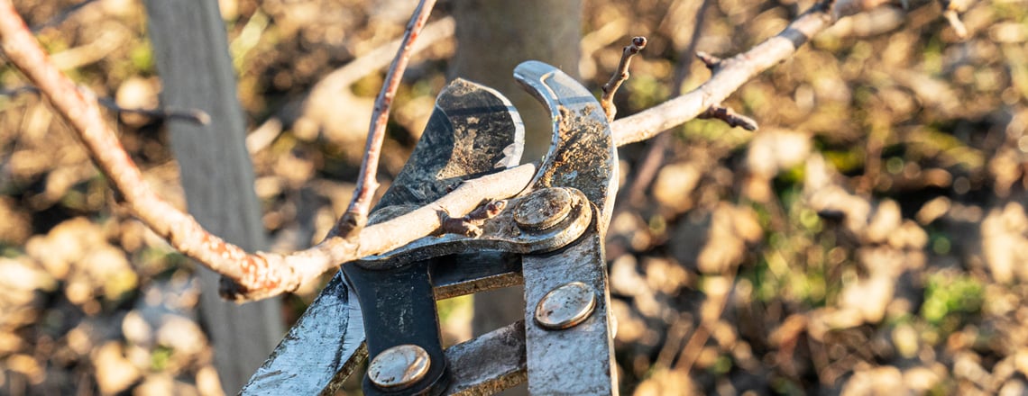 Коли можна обрізати обліпиху