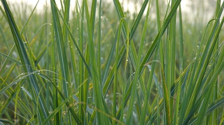 Пирій більше не з’явиться — як очистити ділянку назавжди - 285x160