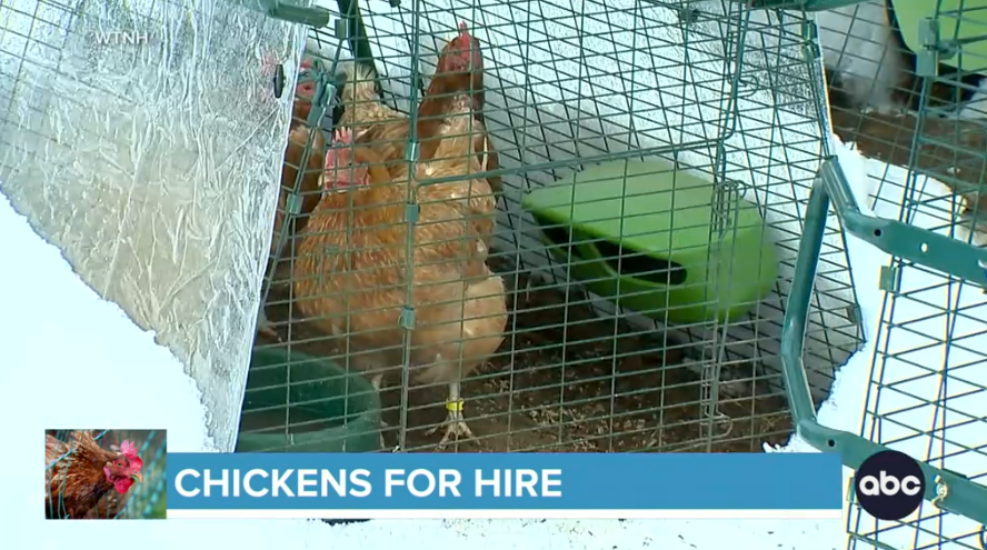 Від дефіциту до оренди курей — що відбувається з цінами на яйця - фото 1