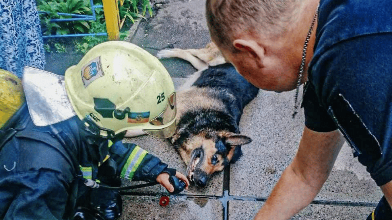 В Киеве пожарные спасли собаку от огня: потрясающие кадры