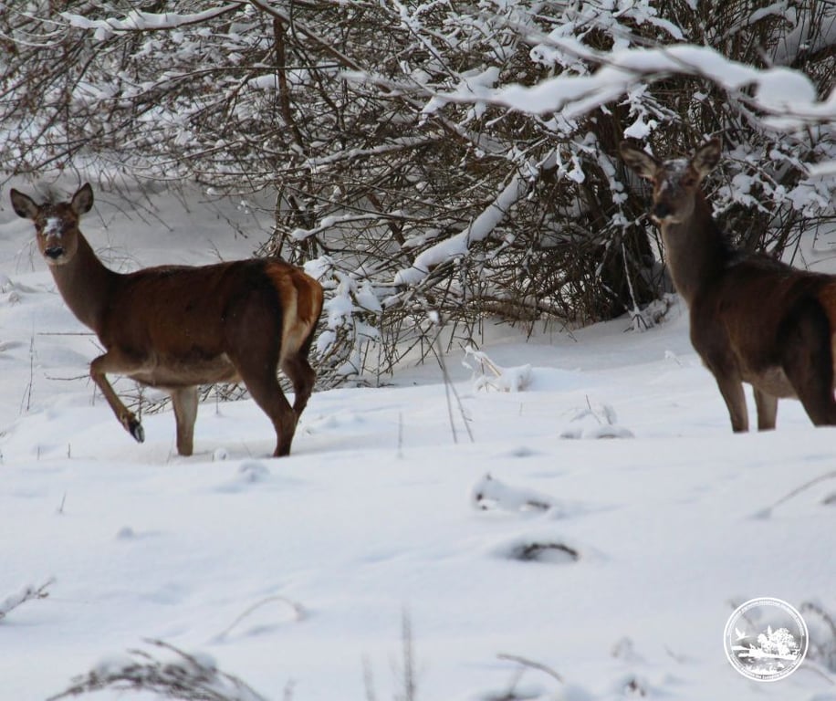 Чорнобильський заповідник