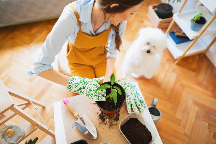 Как выбрать горшок для посадки манго.