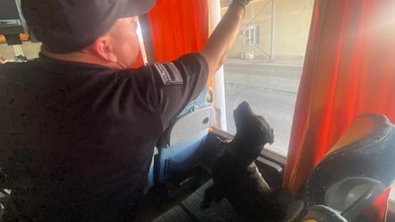 В Одесской области служебный спаниель обнаружил скрытый в автобусе каннабис - 285x160