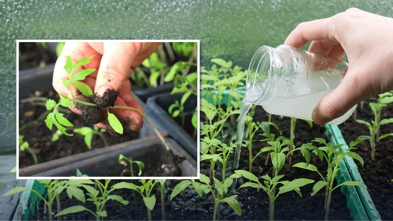 Чем подкормить томаты после пикировки: три проверенных рецепта удобрения