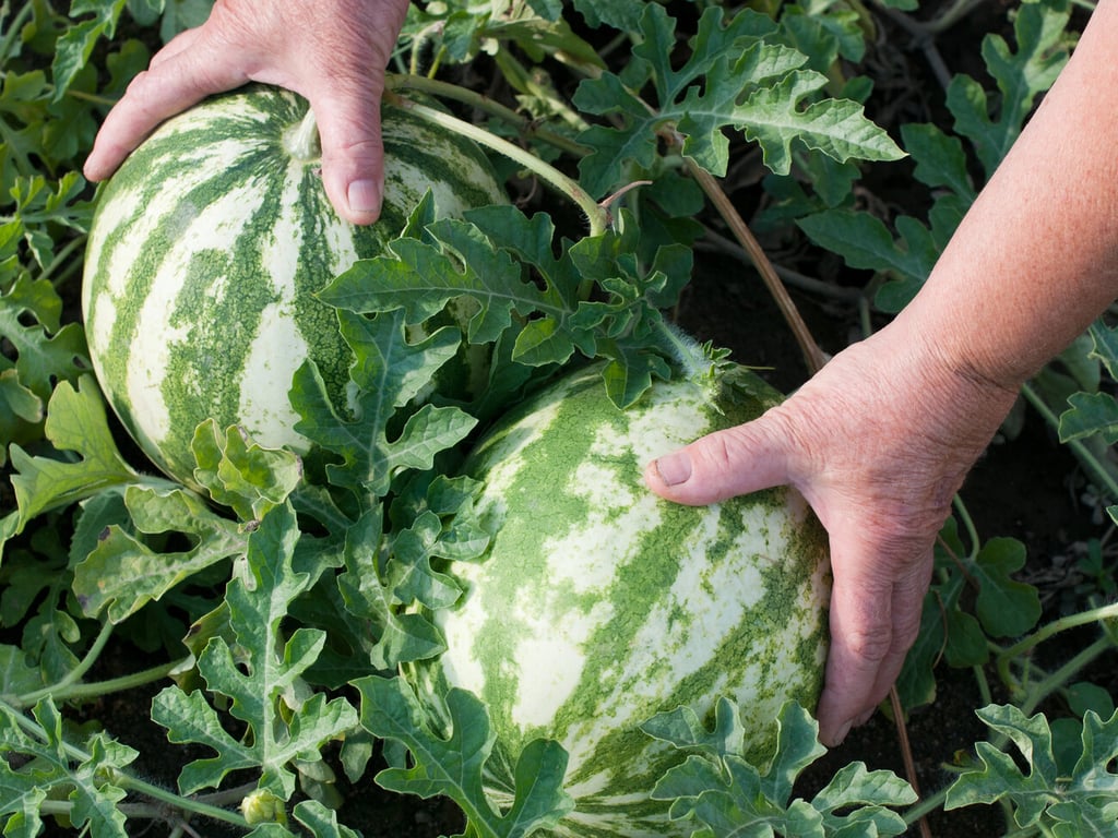 Яке добриво любить кавун найбільше