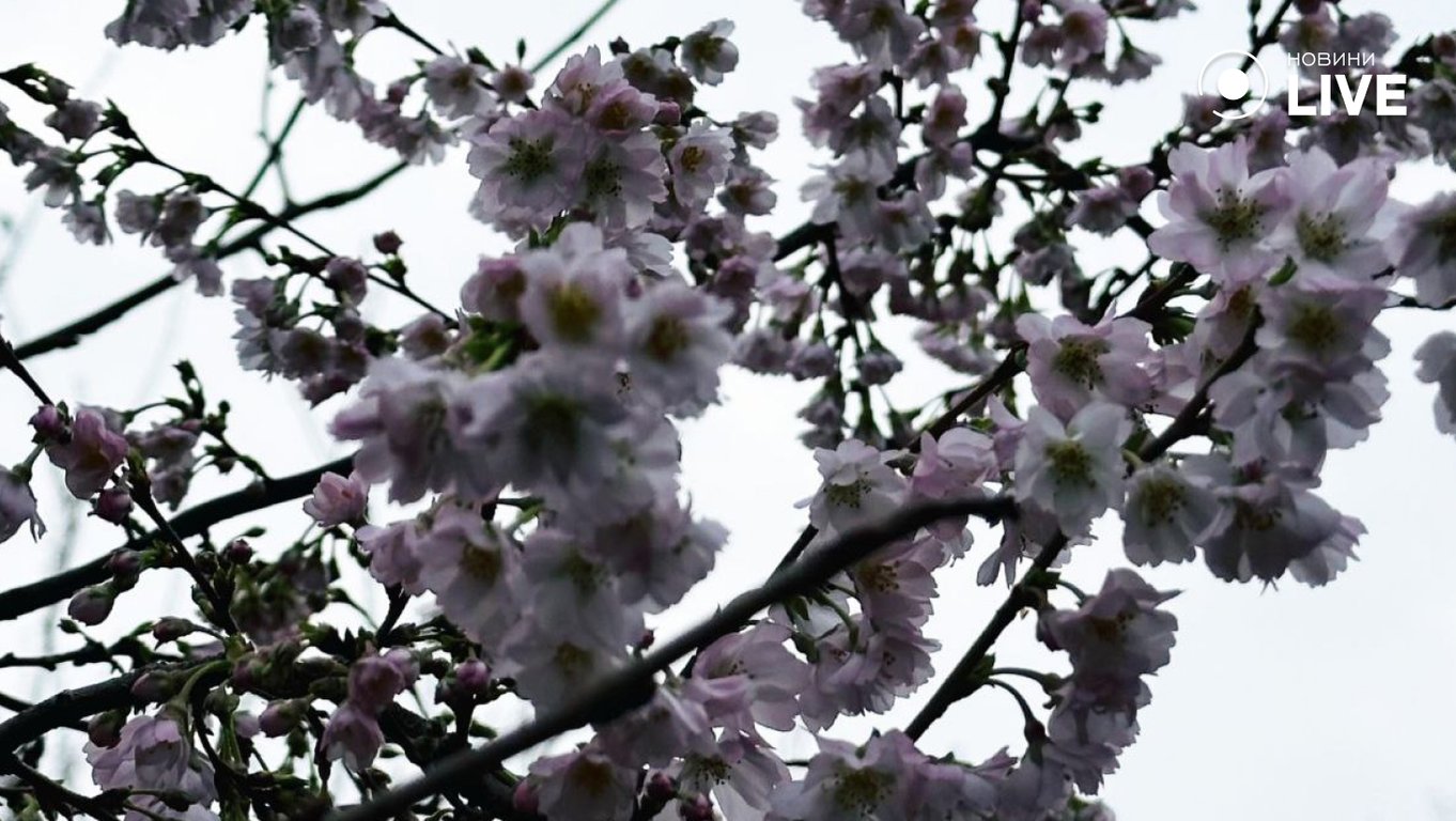 В Одесі взимку зацвіла сакура