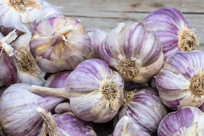 Много озимого чеснока