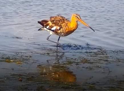 З Фінляндії до Тузлівських лиманів — на Одещині помітили кулика-мандрівника - фото 1