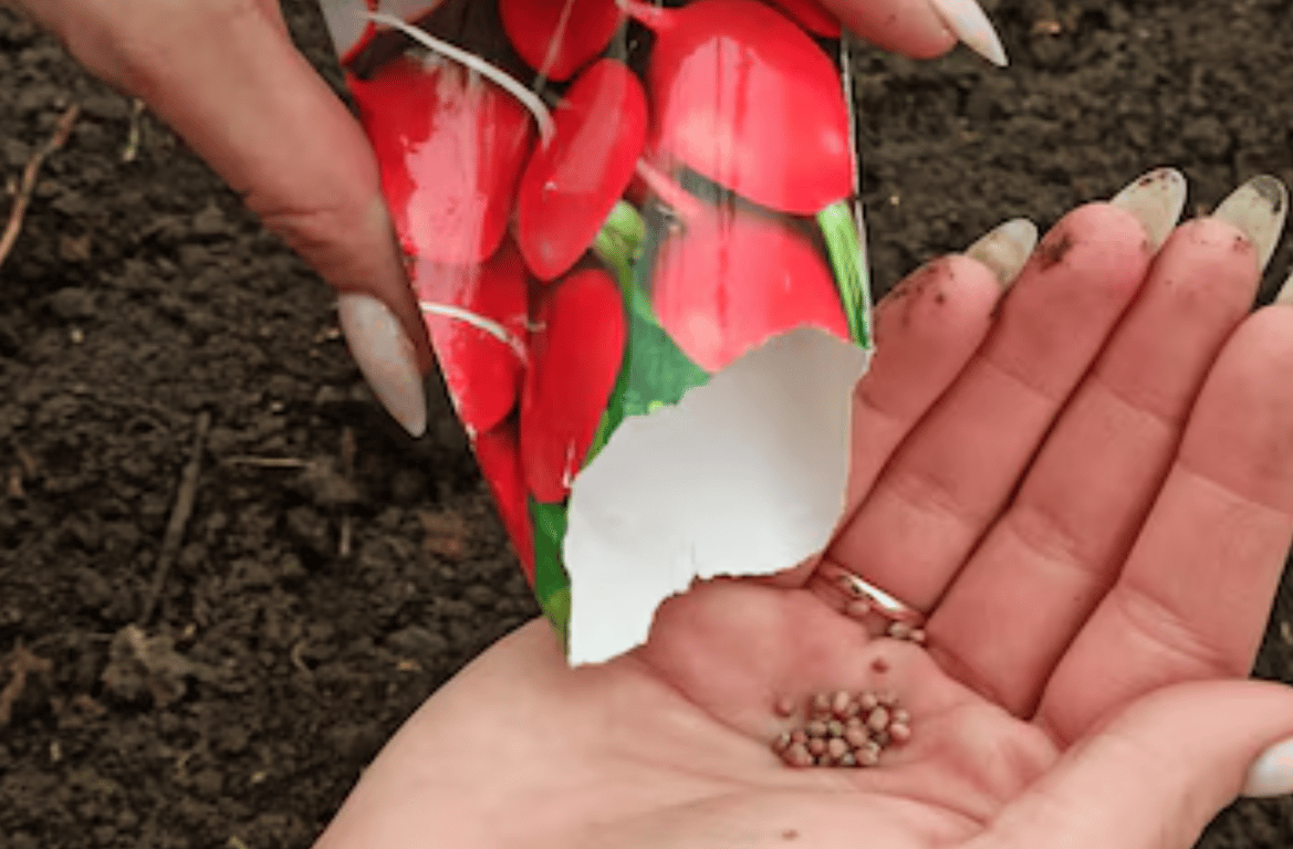 Семена редиса