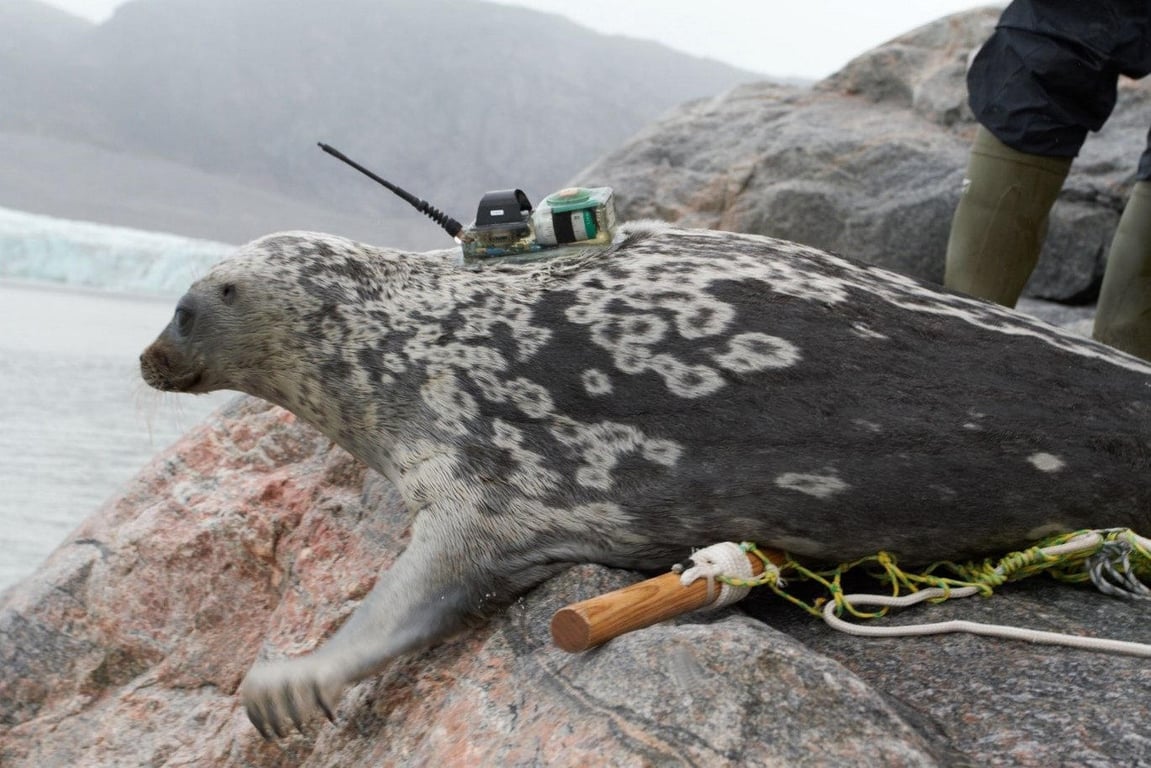 В Арктике исследователи наткнулись на совершенно новый вид существ, изолированных 100 тысяч лет