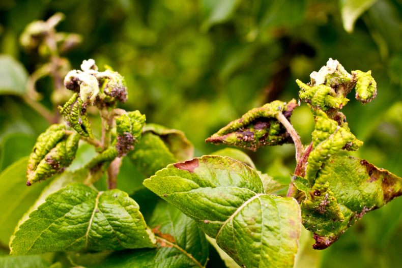 Пожелтевшие листья на сливе