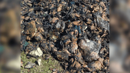 Несанкционированная свалка — в Одесской области нашли гору испорченного мяса - 290x166