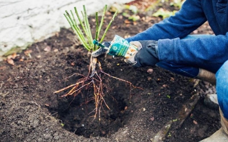 Корневая система куста розы