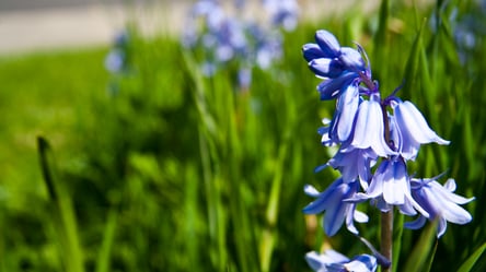 Эти растения быстро захватывают участок — не сажайте их в саду - 290x160