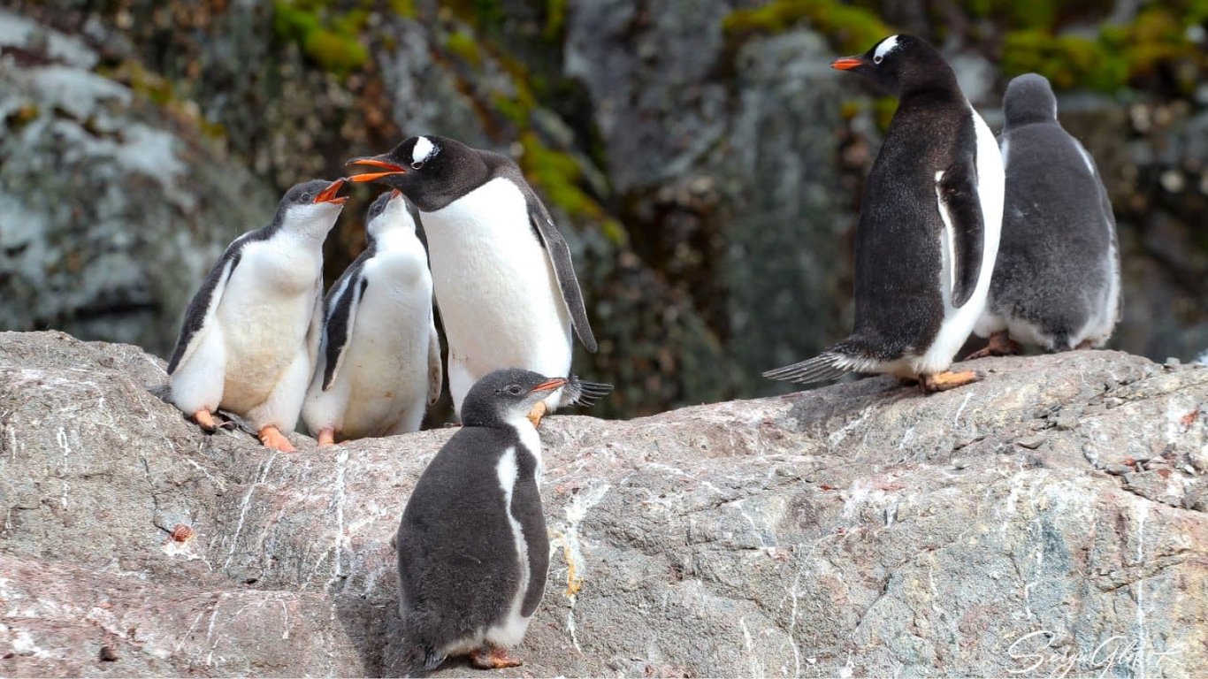 Украинские полярники показали птенцов субантарктических пингвинов