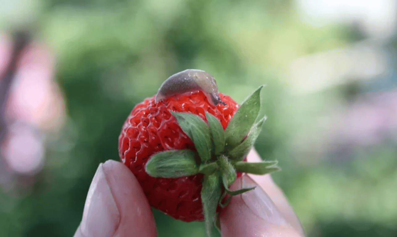 Слизняк на клубнике