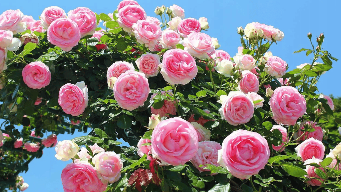 Плетистая роза