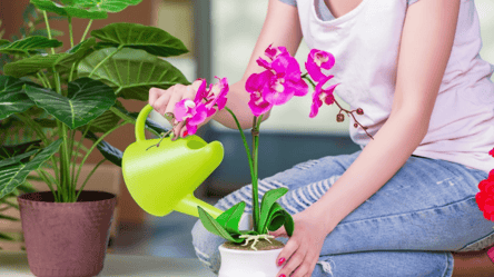 Секрет больших цветов орхидеи — доступное средство для полива - 285x160