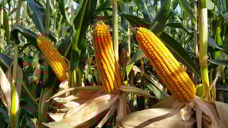 Урожайна та солодка — які сорти кукурудзи вирощують українці - 285x160
