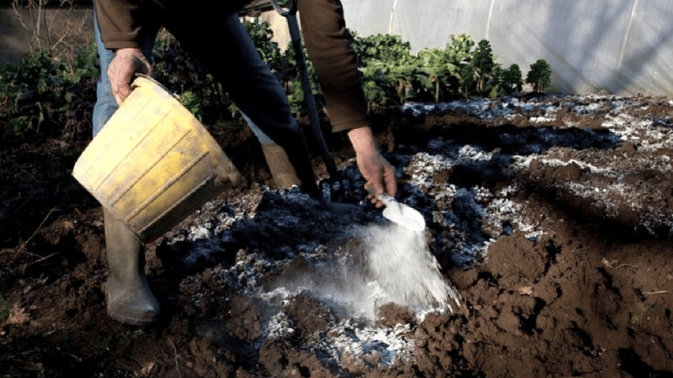 Господар розсипає попіл на городі.