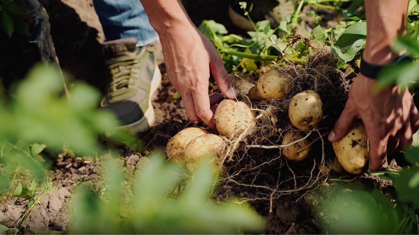 Що посадити між рядами картоплі для гарного врожаю — список корисних рослин