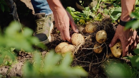 Посадіть це між рядами картоплі, і урожай буде щедрим — список корисних культур - 285x160