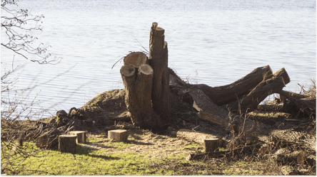 Заготовка дров — можно ли рубить сухостой на берегах водоемов - 285x160