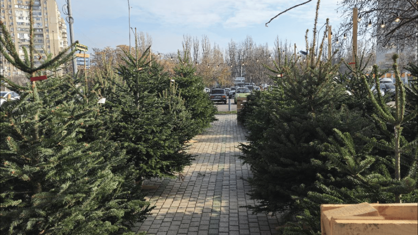 Куда в Одессе сдать елку — полный список адресов