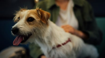 Перевезення тварин у потягах УЗ — як діяти пасажирам з алергією - 285x160