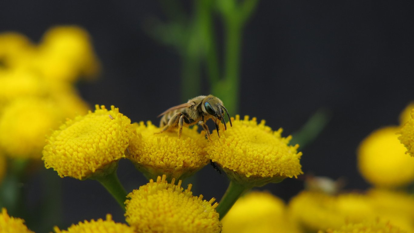 Бджола на квітках пижма.