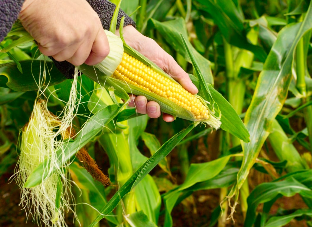 Почему важно выбрать правильный сорт кукурузы