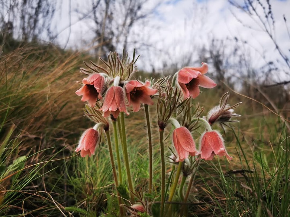 Унікальну квітку з Червоної книги помітили в Україні — фото рідкісного явища