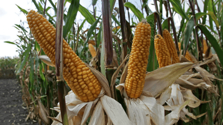 Цены на зерновые — как подешевел экспорт украинской кукурузы - 304x171