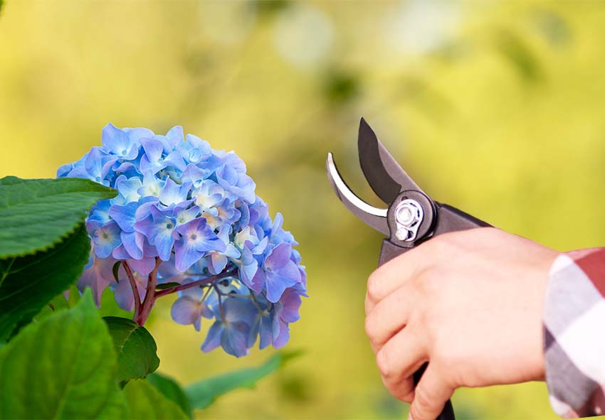 Обрезка гортензии