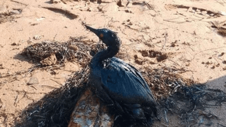 Катастрофа в Черном море — в Керченском проливе разлив нефти - 290x166