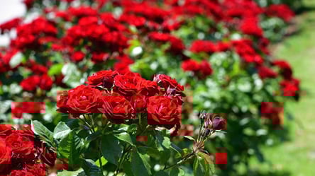 Як захистити троянди перед зимою — поради садівникам - 285x160