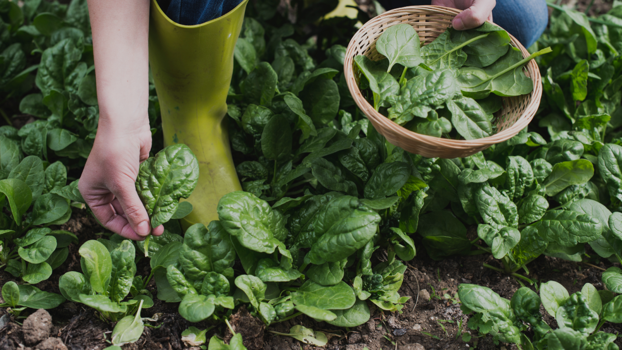 Сбор урожая шпината на огороде