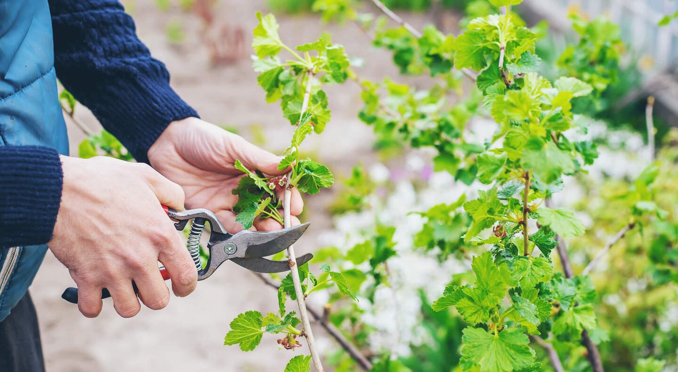 Обрезка смородины